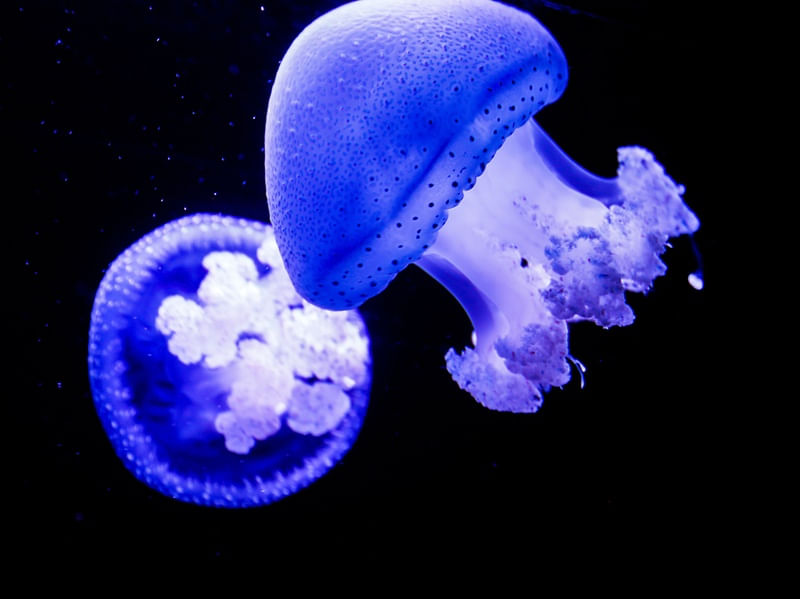BLUEOCEAN