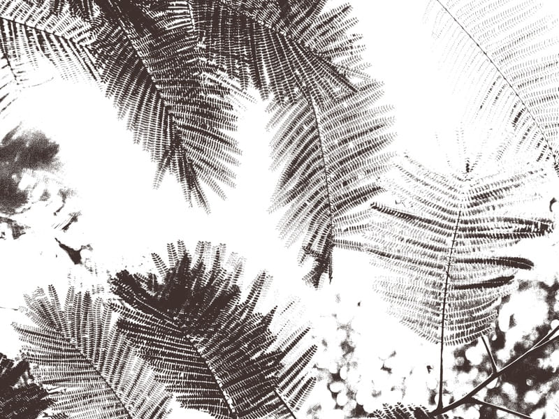 BOTANIC IV ( ECO )