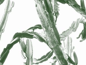 BOTANIC VI ( ECO )
