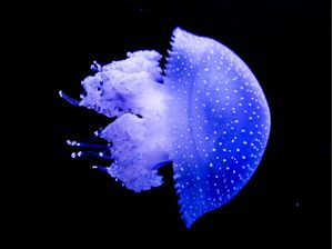 BLUEOCEAN II