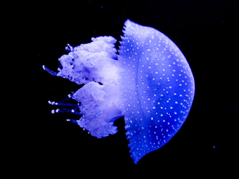 BLUEOCEAN II