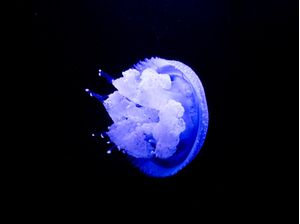BLUEOCEAN III
