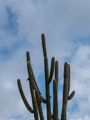 O FACHEIRO E O CÉU