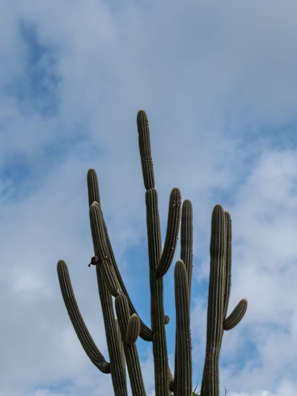 O FACHEIRO E O CÉU