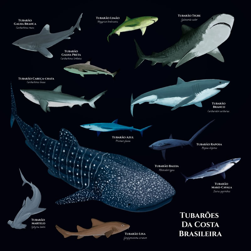 TUBARÕES BRASILEIROS - QUADRADO AZUL