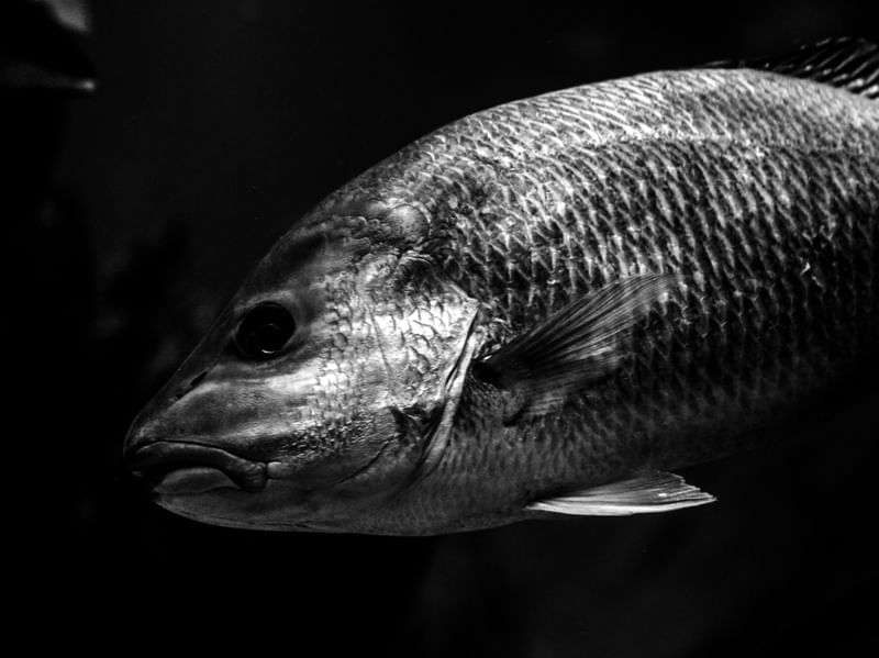 O PEIXE I