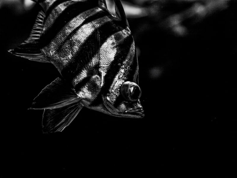 O PEIXE II