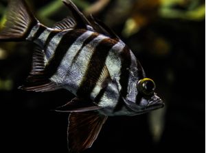 O PEIXE III