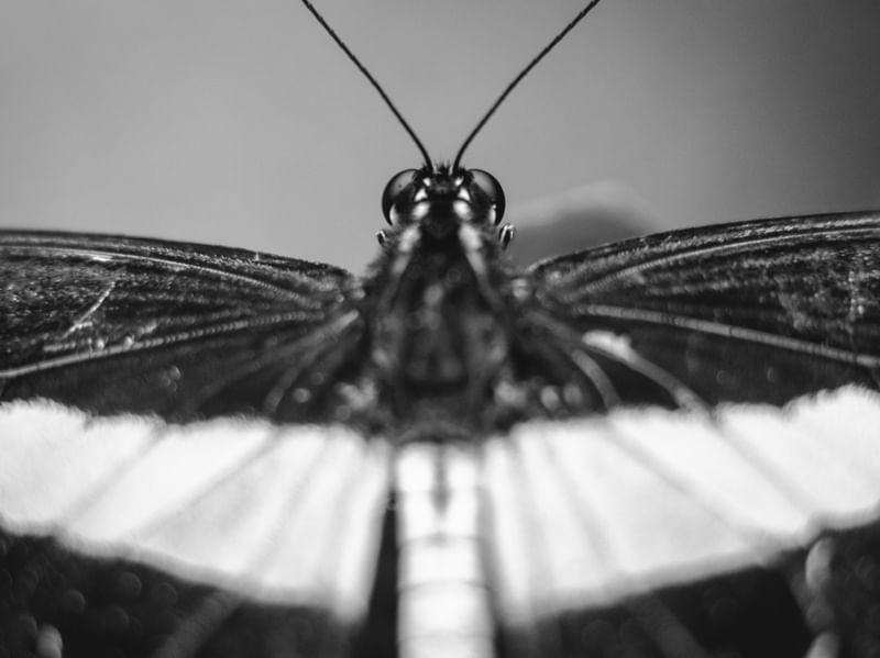 OLHAR DE BORBOLETA