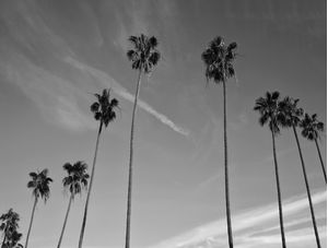 THE PALM TREES AND THE SKY