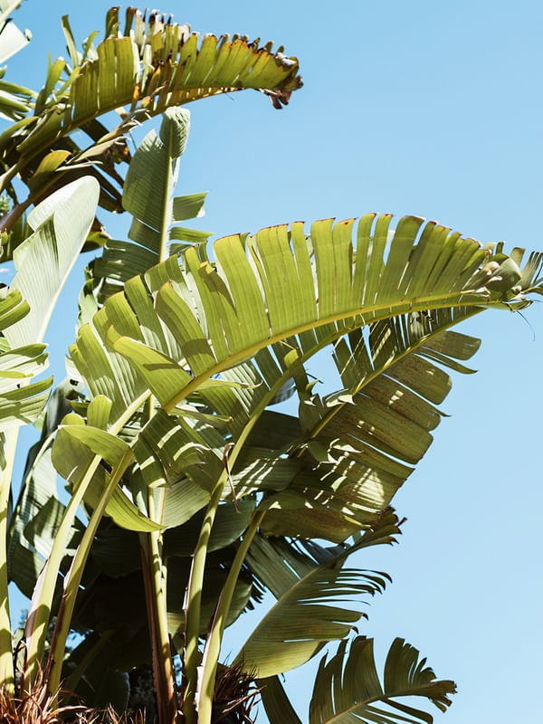 BANANA NANICA