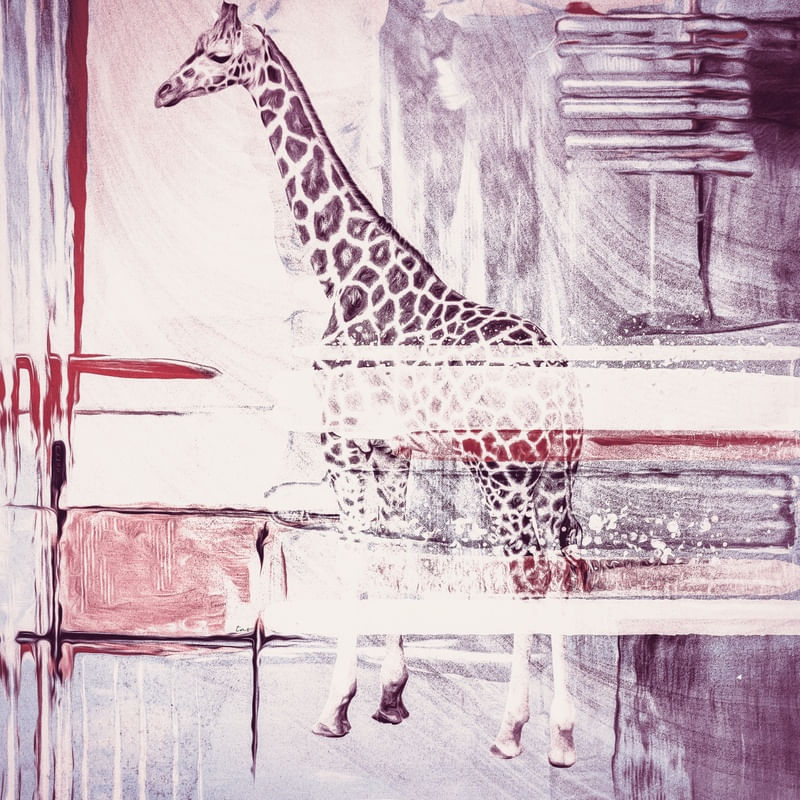 GIRAFFE TAS P02