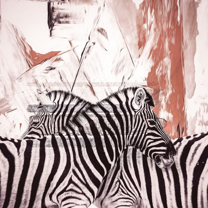 ZEBRAS TAS P01
