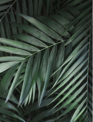 ONDE HÁ VERDE, HÁ VIDA (6) FOLHAGENS