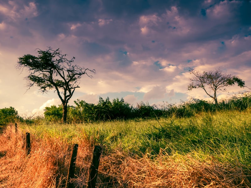 CERCA DE FAZENDA E ARVORES