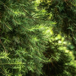 FLORESTA DE PINHEIROS_EM