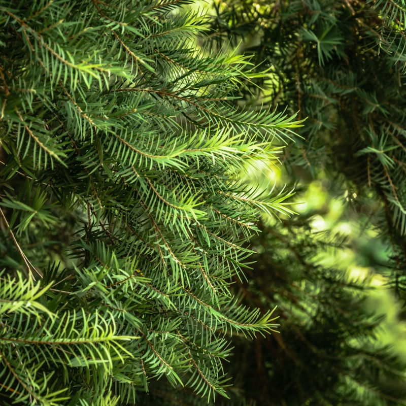 FLORESTA DE PINHEIROS_EM