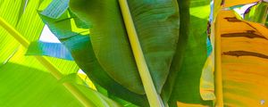 THE GREENS