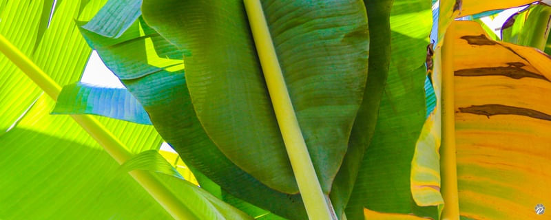 THE GREENS