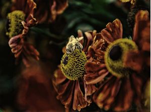 APE SUL FIORE
