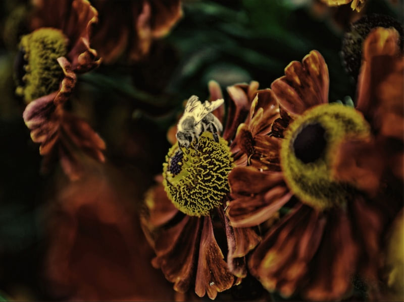 APE SUL FIORE