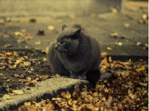 ESPREITA DO GATO