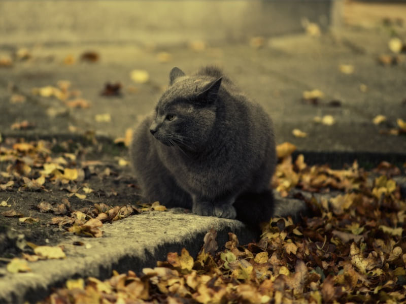 ESPREITA DO GATO