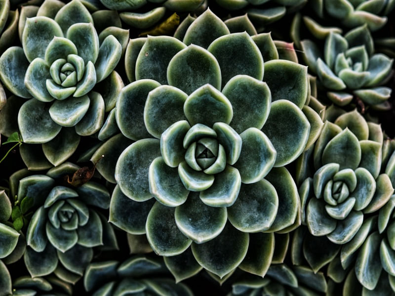 O VERDE