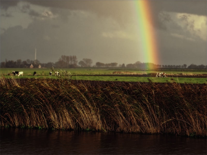 COWS AND RAINBOW