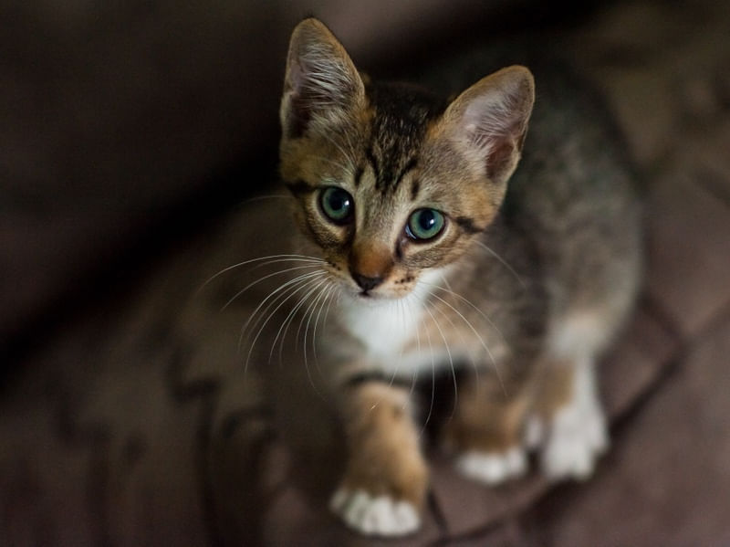 GATO DE ONTEM