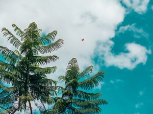 BUTTERFLY ORANGE