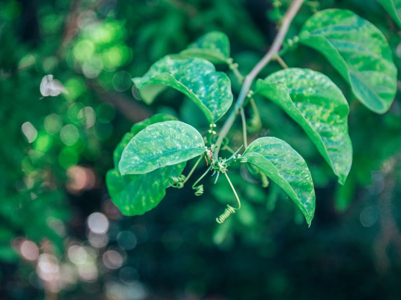LINDOS DETALHES DA NATUREZA