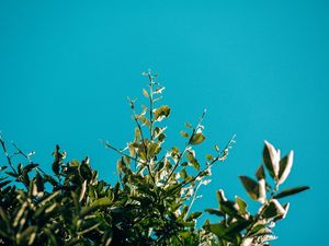 ONLY BLUE