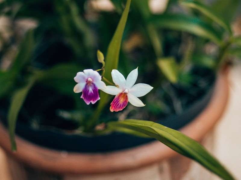 ORQUÍDEAS LINDAS