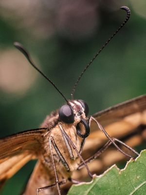 OLHAR DE BORBOLETA VC