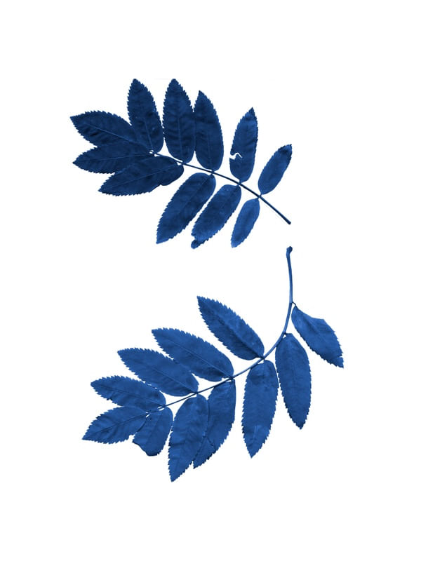 FLOWL BLUE 3