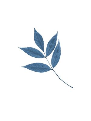 FLOWL BLUE 4