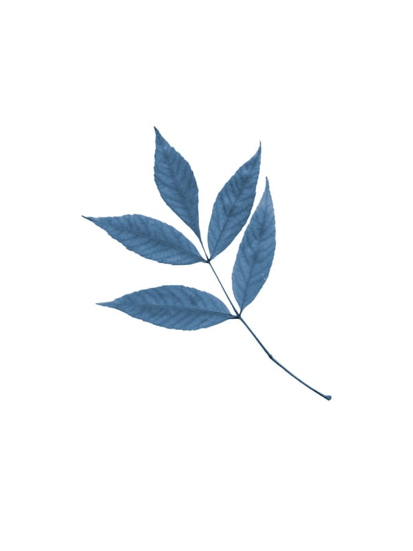 FLOWL BLUE 4