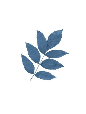 FLOWL BLUE 5
