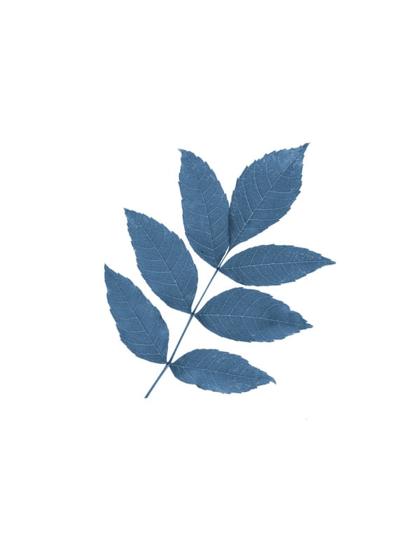 FLOWL BLUE 5