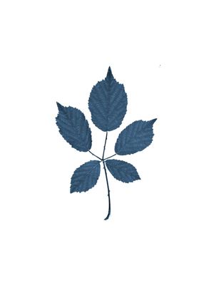 FLOWL BLUE 6