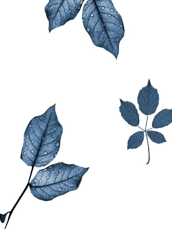 FLOWL BLUE 8