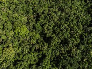 O VERDA DA NATUREZA