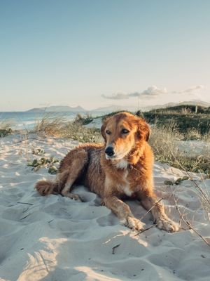 GOLD(EN) IN SAND