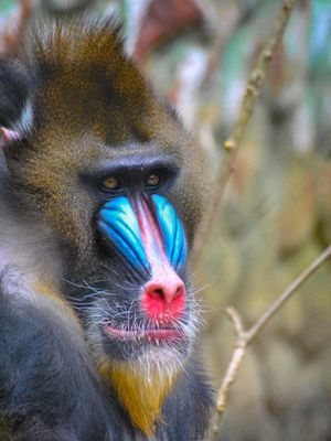 BABOON