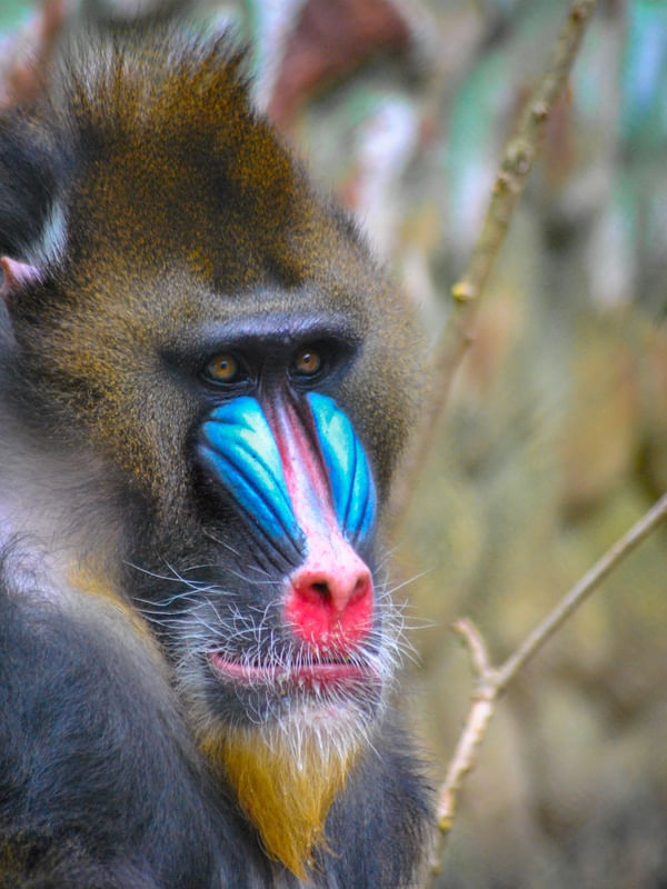 BABOON