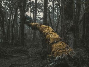 FALLING TREE