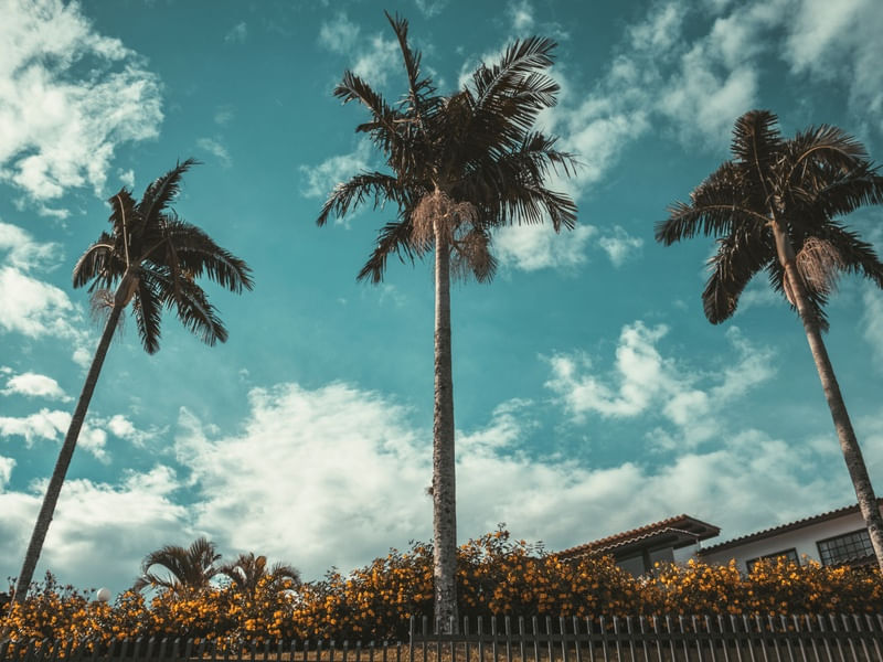 THREE TREES