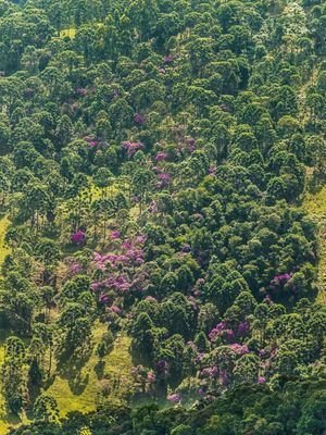 CAMPO DAS ARAUCÁRIAS 3