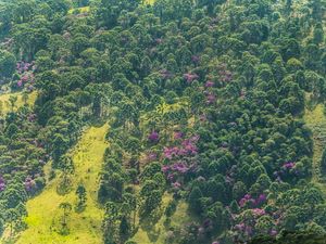 CAMPO DAS ARAUCÁRIAS 9